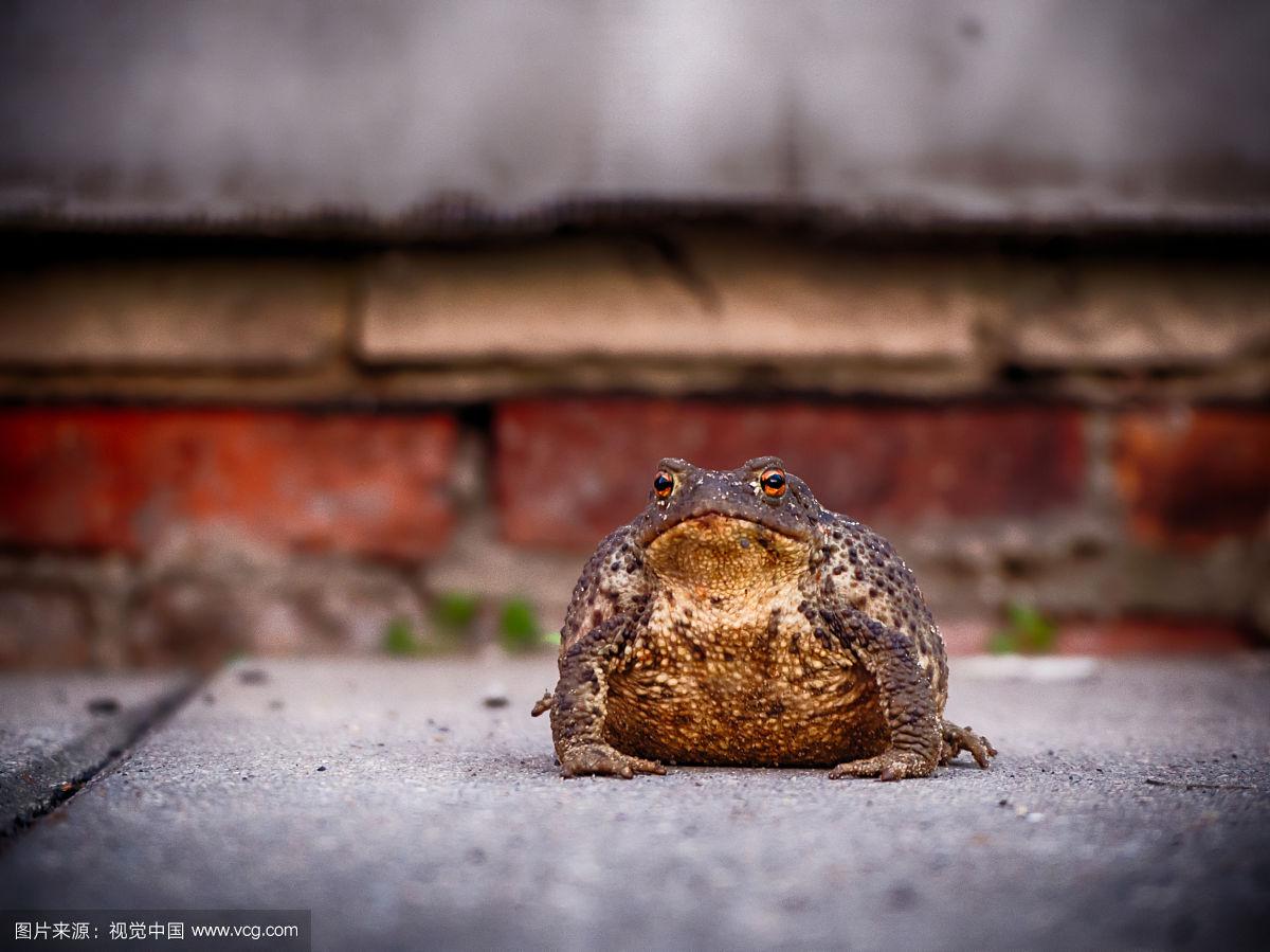 雷火电竞充值-关于波兰反败为胜，乌龟速度超级的信息